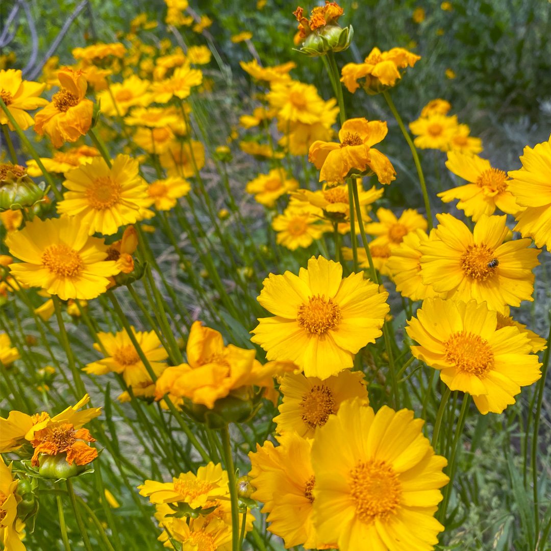 image shows bright yellow cosmos flowers on the summer solstice.